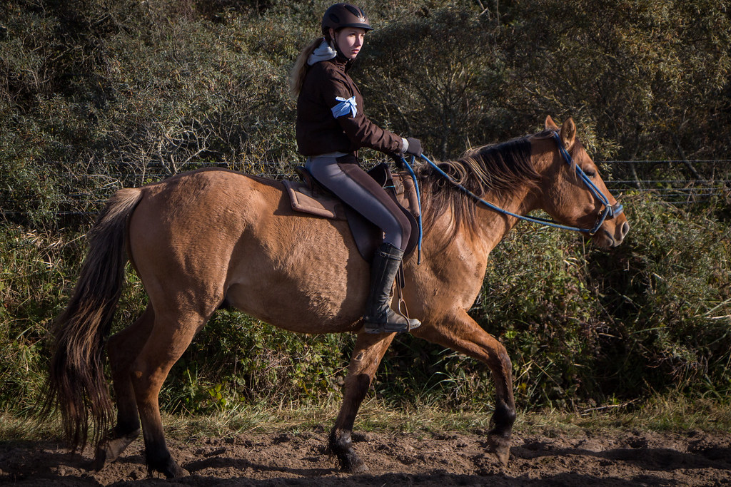 Activite proche des gites baie de somme domaine des celestins